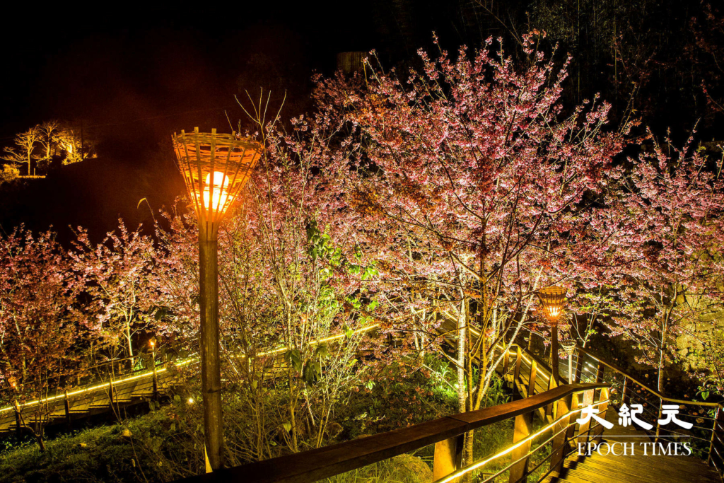 4Con đường hoa anh đào về đêm trên đỉnh Thạch Trạo, A Lý Sơn, Đài Loan. (Ảnh: Vương Gia Ích / Epoch Times)