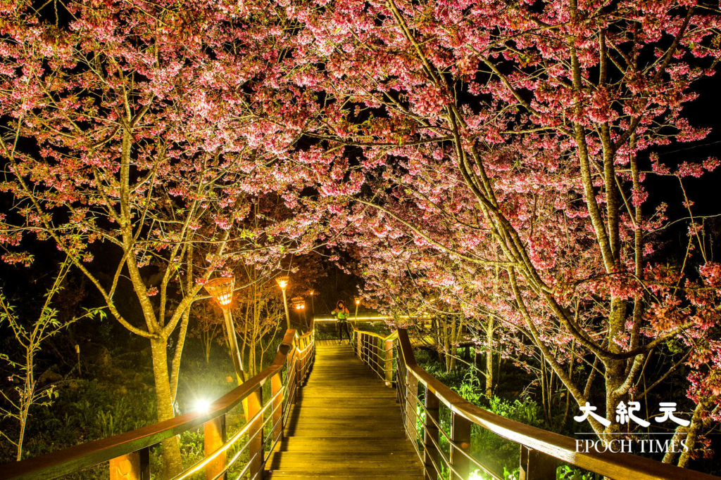 5Con đường hoa anh đào về đêm trên đỉnh Thạch Trạo, A Lý Sơn, Đài Loan. (Ảnh: Vương Gia Ích / Epoch Times)