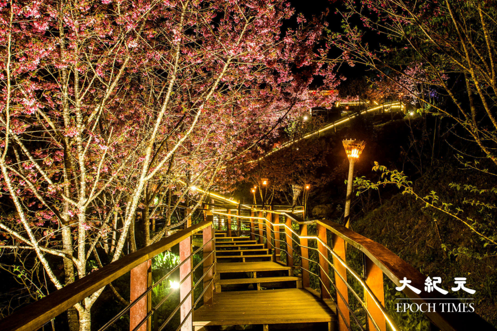 6Con đường hoa anh đào về đêm trên đỉnh Thạch Trạo, A Lý Sơn, Đài Loan. (Ảnh: Vương Gia Ích / Epoch Times)