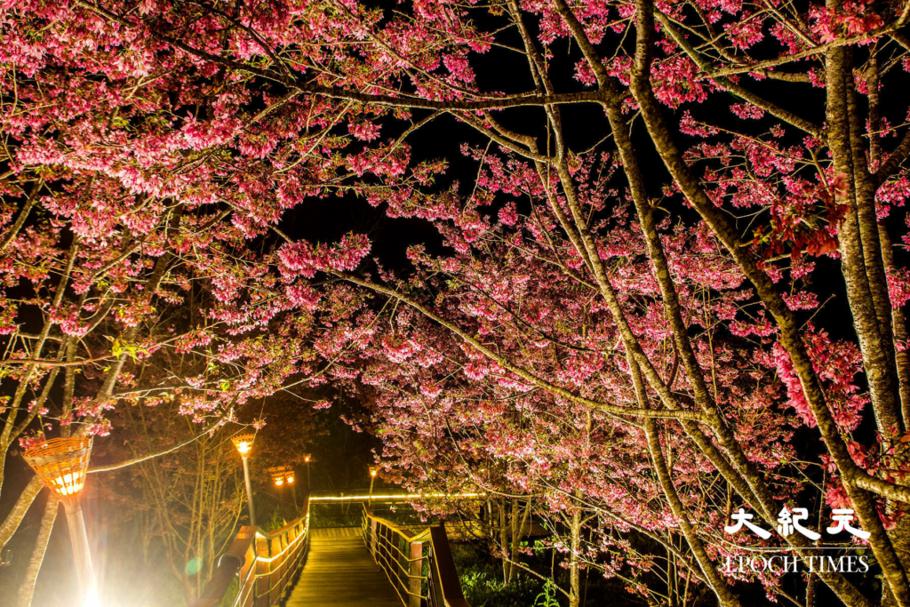 7Con đường hoa anh đào về đêm trên đỉnh Thạch Trạo, A Lý Sơn, Đài Loan. (Ảnh: Vương Gia Ích / Epoch Times)