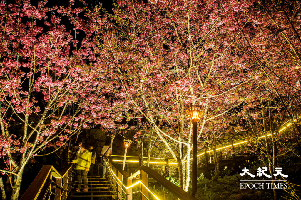 9Con đường hoa anh đào về đêm trên đỉnh Thạch Trạo, A Lý Sơn, Đài Loan. (Ảnh: Vương Gia Ích / Epoch Times)