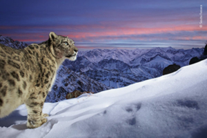 Bức ảnh tuyệt đẹp về báo tuyết đạt giải ‘Ảnh động vật hoang dã đẹp nhất’