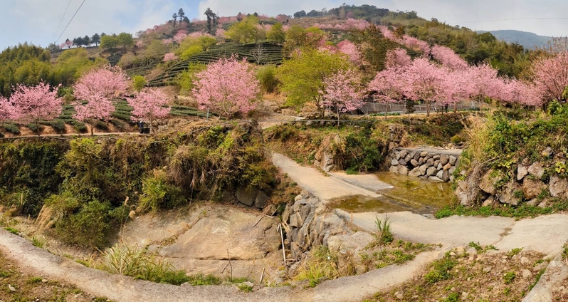 Hoa xạ hương nở khắp sườn núi ven đường cao tốc Thảo Lĩnh ở huyện Vân Lâm, Đài Loan. (Ảnh: Tống Vĩnh Thái)