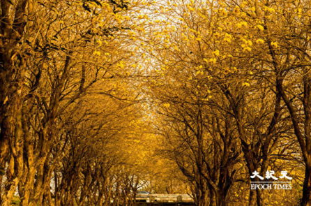 Ảnh: Hai con đường – xanh biếc và sắc vàng rực rỡ, dài đẹp nhất ở Đài Loan