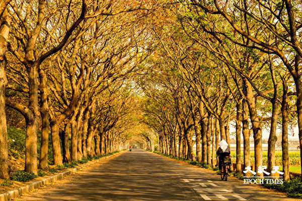 Con đường cây Xoan màu xanh tại thôn Lục Cước, huyện Gia Nghĩa, Đài Loan. (Ảnh: Vương Gia Ích/ Epoch Times)