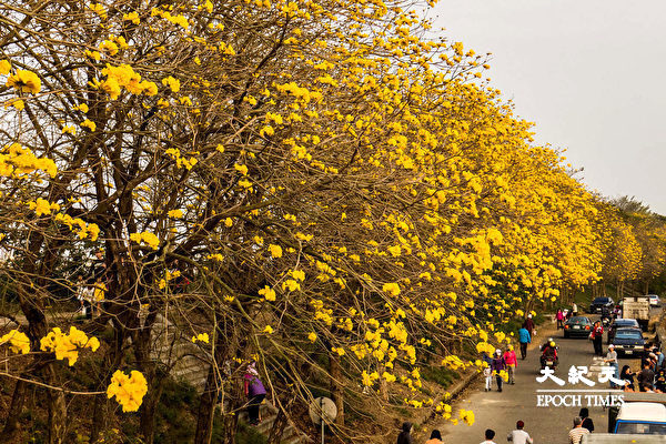 “Con đường Hoàng kim” tràn ngập hoa Phong linh vàng rực rỡ tại thành phố Thái Bảo, huyện Gia Nghĩa, Đài Loan. (Ảnh: Vương Gia Ích/Epoch Times)