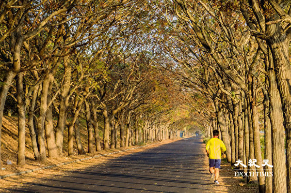 Con đường cây Xoan màu xanh tại thôn Lục Cước, huyện Gia Nghĩa, Đài Loan. (Ảnh: Vương Gia Ích/ Epoch Times)