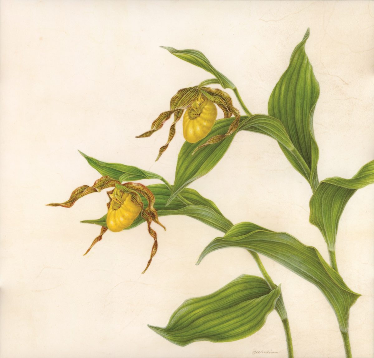 Tranh minh họa “Hoa Lan Hài Vàng (Cypripedium parviflorum var. pubescens)” của họa sĩ Carol Woodin, năm 2017. Tranh màu nước trên giấy da thuộc phủ trên bảng vẽ, kích cỡ 15 inch x 15 ½ inch. (Ảnh: Carol Woodin)