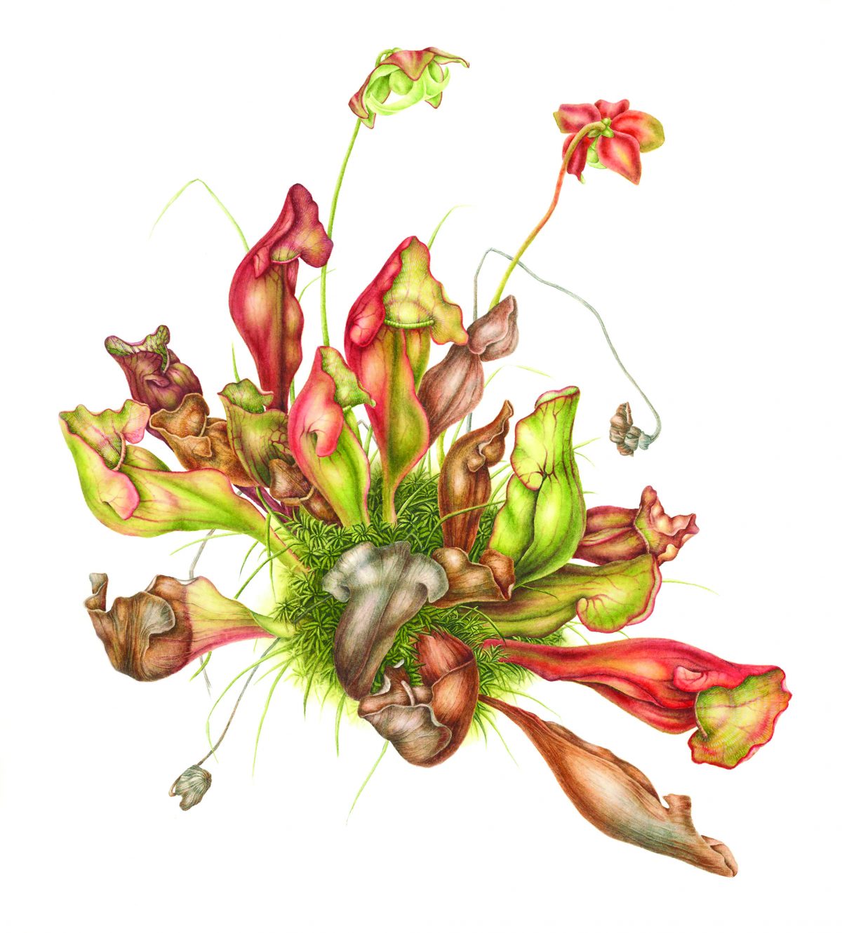 Tranh minh họa “Cây Nắp Ấm Tím (Sarracenia purpurea)” của họa sĩ Betsy Rogers-Knox, năm 2017. Tranh màu nước trên giấy, kích cỡ 17 ½ inch x 16 inch. (Ảnh: Betsy Rogers-Knox)