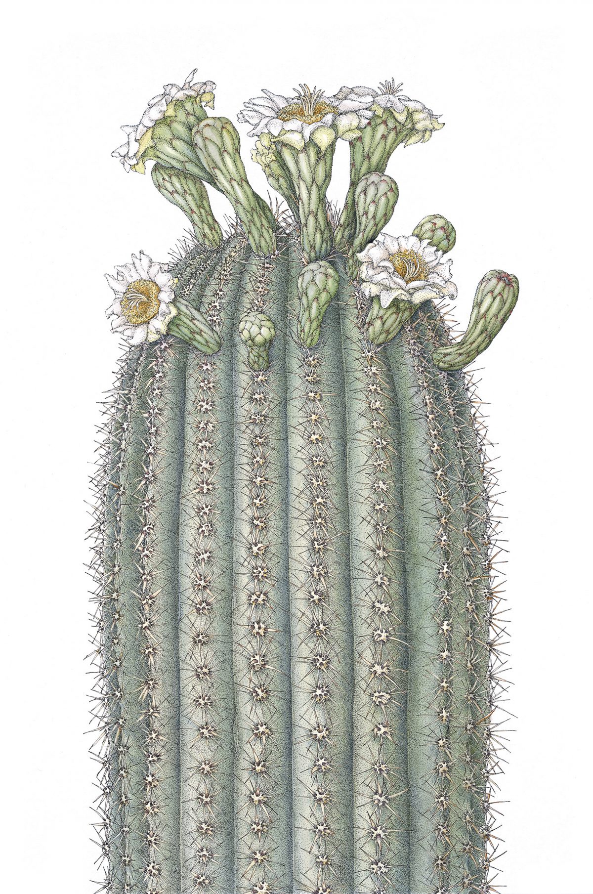 Thưởng lãm tranh minh họa những loài thực vật của Mỹ quốc