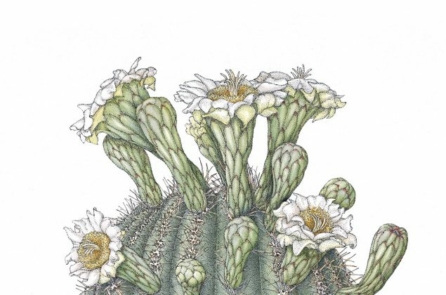 Thưởng lãm tranh minh họa những loài thực vật của Mỹ quốc