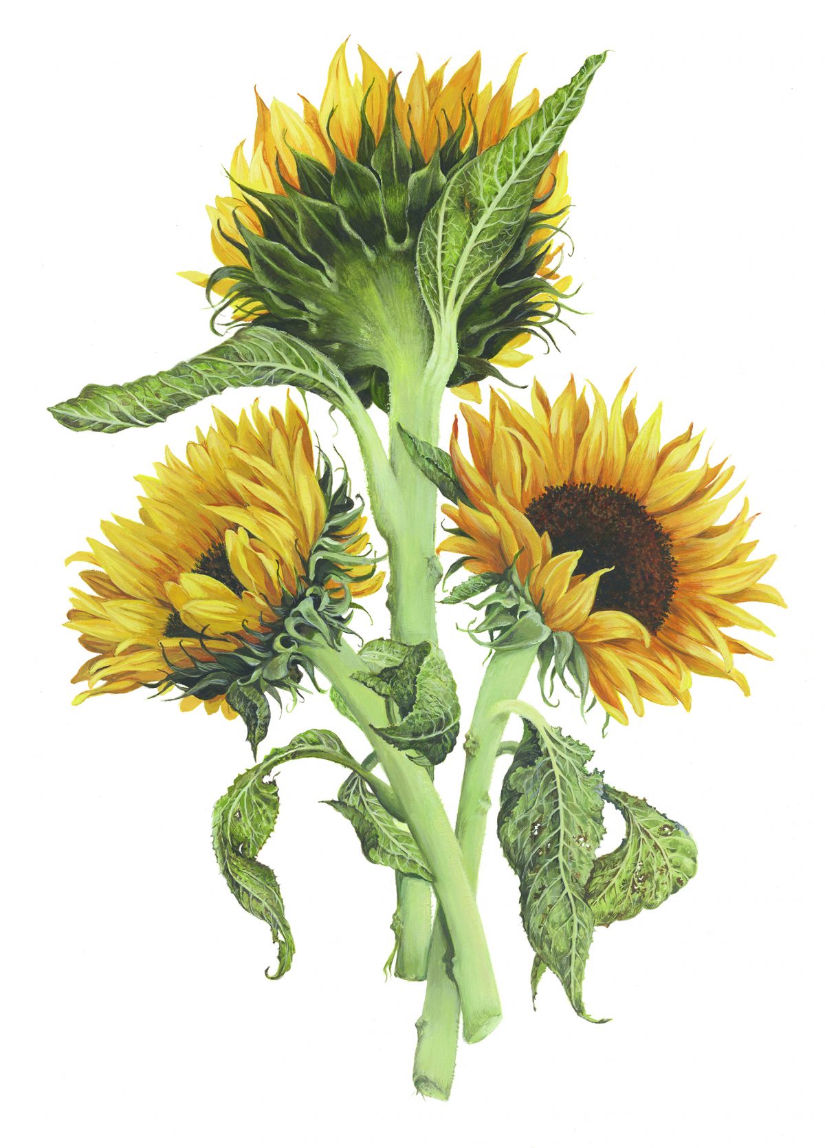 Tranh minh họa “Ba Đóa Hướng Dương (Helianthus annuus),” của họa sĩ Jeannetta van Raalte, năm 2016. Tranh màu nước và màu gouache trên giấy. (Ảnh: Jeannetta van Raalte)