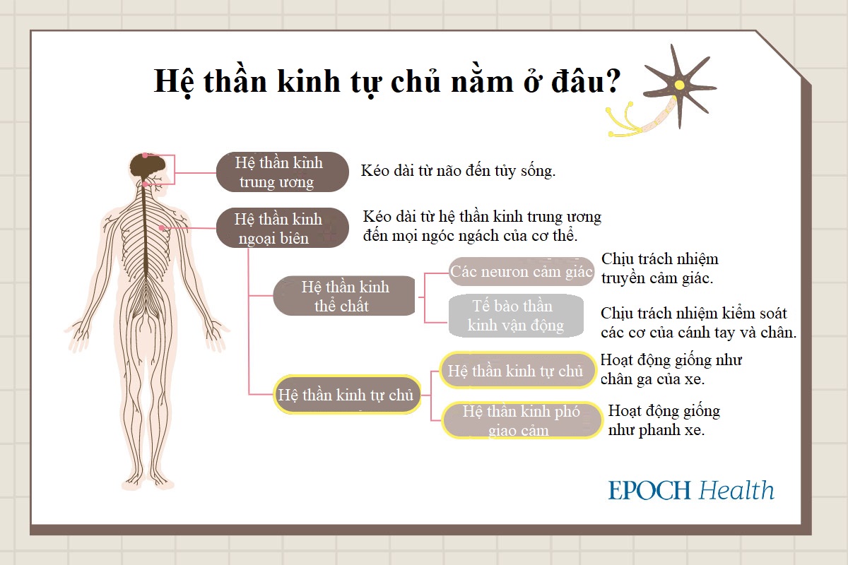 Đau khổ vì rối loạn thần kinh thực vật? 13 triệu chứng giúp bạn tự đánh giá