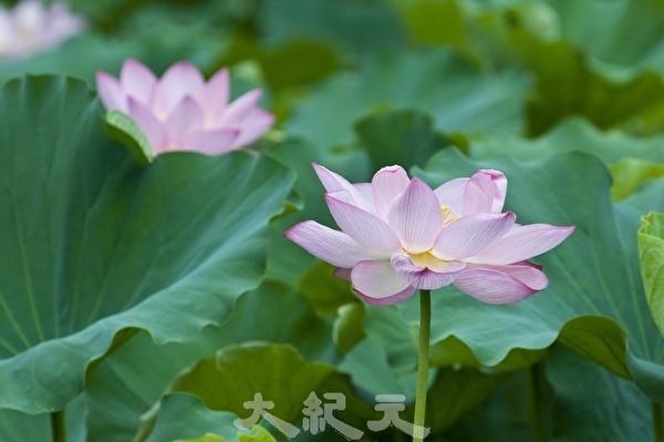 “Vị quân hàm hương tảo phượng trì”, thổ lộ tấm lòng đền đáp quốc gia. (Ảnh: Tào Cảnh Triết/ Epoch Times)