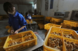 Các công nhân đang chích vaccine cúm gia cầm H9 cho gà con tại một trang trại ở huyện Trường Phong, tỉnh An Huy, Trung Quốc, hôm 14/04/2013. (Ảnh: Stringer/Reuters)