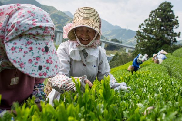 Một người phụ nữ hái lá trà tại Trang trại trà Moriuchi ở Shizuoka, Nhật Bản, vào ngày 01/05/2014. (Ảnh: Chris McGrath/Getty Images)