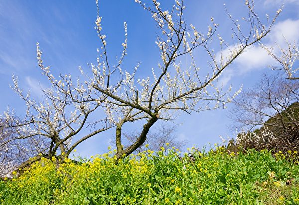 Cây mai trắng sớm báo mùa xuân, bỗng một đêm nở hương ngát, bay khắp trời đất vạn dặm thơm! (Ảnh: Pixabay)
