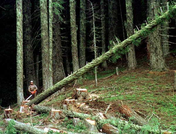 Một cây linh sam lớn ngã xuống nền rừng sau khi một người thợ đốn gỗ đốn hạ trong Rừng Quốc gia Umpqua gần Oakridge, Oregon. (Ảnh: AP/Don Ryan, File)