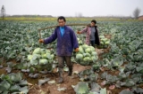 Nông dân thu hoạch bắp cải tại huyện Hoa Dung, tỉnh Hồ Nam, miền nam Trung Quốc vào ngày 05/03/2020. (Ảnh: Noel Celis/AFP qua Getty Images)