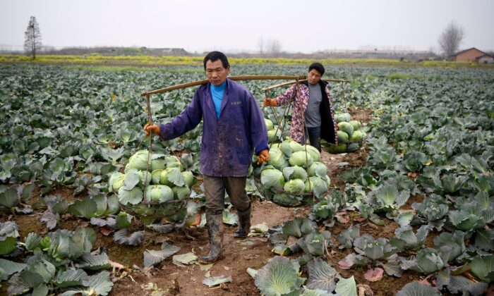 Trung Quốc: An ninh lương thực lâm vào khủng hoảng vì già hóa dân số