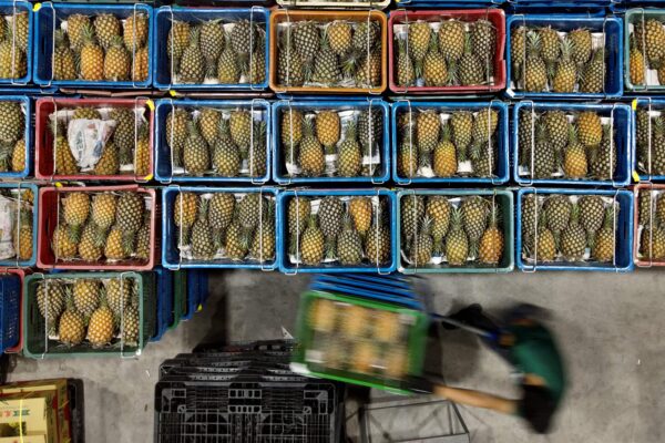 Những thùng dứa đang được phân loại tại một nhà kho ở huyện Bình Đông, Đài Loan vào ngày 16/03/2021. (Ảnh: Sam Yeh/AFP/Getty Images)
