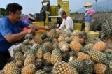 Các nông gia đang thu hoạch dứa ở huyện Bình Đông (Pingtung), Đài Loan, vào ngày 16/03/2021. (Ảnh: SAM YEH/AFP/Getty Images)