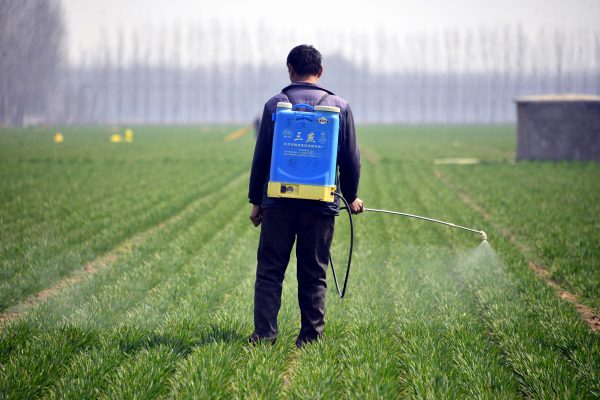 Một nông dân Trung Quốc phun thuốc trừ sâu trên cánh đồng lúa mì ở huyện Trì Bình, Liêu Thành, tỉnh Sơn Đông, miền đông Trung Quốc vào ngày 15/03/2017. (Ảnh: STR/AFP/Getty Images)