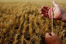 Người nông dân kiểm tra một cây lúa mạch đã héo tàn trong trang trại của mình ở Parkes, Úc, vào ngày 25/10/2006. (Ảnh: Ian Waldie/Getty Images)