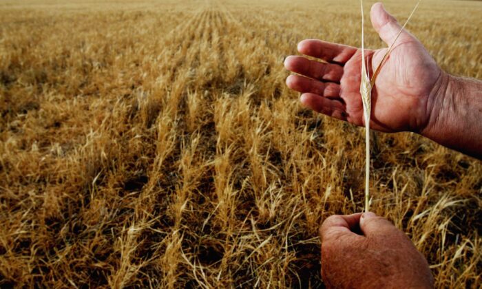 Người nông dân kiểm tra một cây lúa mạch đã héo tàn trong trang trại của mình ở Parkes, Úc, vào ngày 25/10/2006. (Ảnh: Ian Waldie/Getty Images)