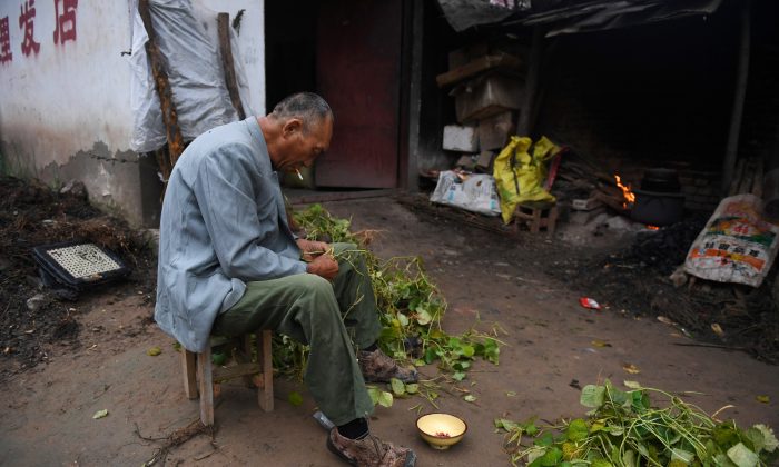 Một người đàn ông nhặt quả đậu ngoài sân nhà mình tại một ngôi làng gần sông Hoàng Hà ở huyện Lan Khảo, tỉnh Hà Nam, vào ngày 28/09/2017. (Ảnh: Greg Baker/AFP/Getty Images)