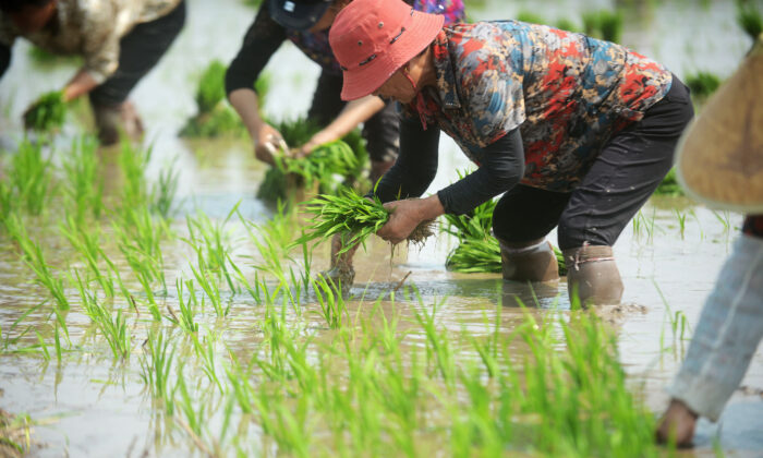 Những nông dân làm đồng áng ở Dương Châu, Giang Tô, Trung Quốc vào ngày 06/06/2018. (Ảnh: VCG/VCG qua Getty Images)