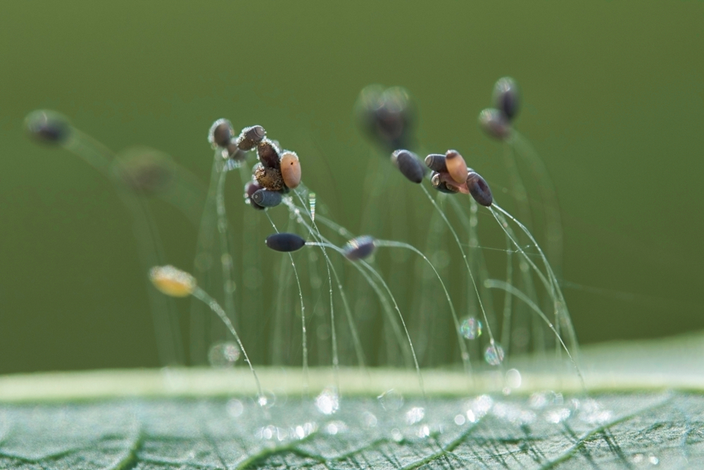 Trứng của loài côn trùng cánh gân thường chuyển sang màu đen trước khi nở. (Ảnh: Tan Yee Ping/Shutterstock)