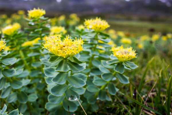 Cây rễ vàng. (Ảnh: Lukas Juocas/Shutterstock)