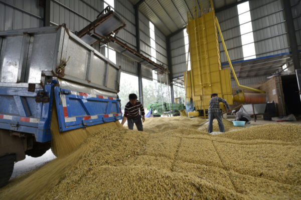 Các công nhân đứng cạnh một chiếc xe tải đang dỡ đậu nành đã thu hoạch tại một trang trại ở huyện Trì Bình, tỉnh Sơn Đông, Trung Quốc vào ngày 08/10/2018. (Reuters)