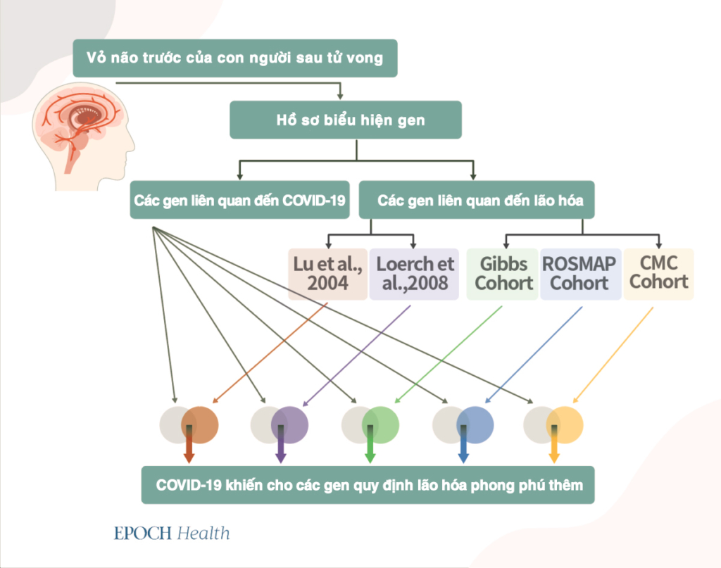 COVID-19 làm tăng tốc độ lão hóa não như thế nào và cách bảo vệ bản thân