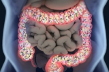 Nuôi dưỡng hệ vi sinh vật đường ruột giúp ngăn ngừa bệnh tật ( Anatomy Insider/Shutterstock)