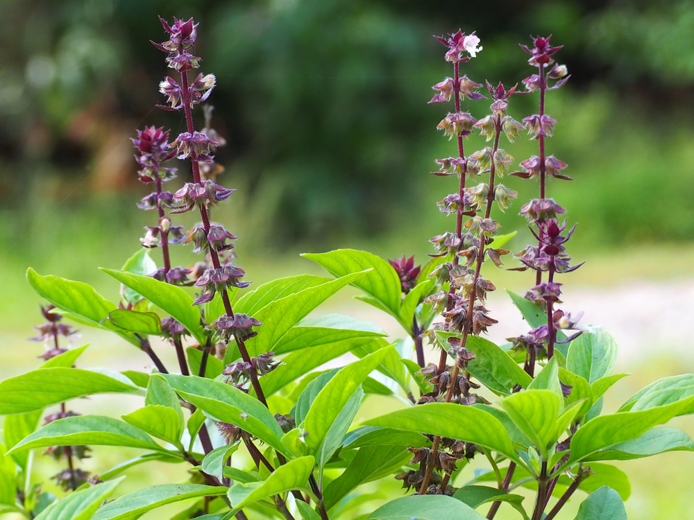 Húng quế tây nở hoa màu tím, thân màu tím, có mùi thơm nồng, thường được dùng trong các món ăn của Thái Lan để tăng hương vị. (Ảnh: Shutterstock)