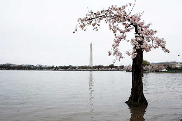 Vào hôm 25/03/2023, ở Hoa Thịnh Đốn, Hoa Kỳ, một cây hoa anh đào rỗng được gọi là “Stumpy” đã nở rộ đầy hoa. (Ảnh: Alex Wong/Getty Images)