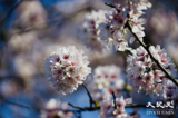 Bước sang tháng 4, New York nghênh đón mùa hoa, dạo bước trong thành phố, khắp nơi đều có thể thấy bóng dáng của hoa anh đào. Xin được giới thiệu 7 địa điểm ngắm hoa, chiêm ngưỡng cảnh đẹp ngày xuân. (Ảnh: Tăng Liên/Epoch Times)