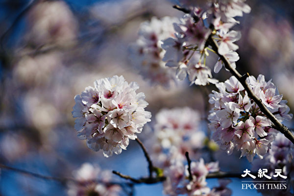 7 địa điểm lý tưởng để ngắm hoa anh đào mùa xuân ở New York