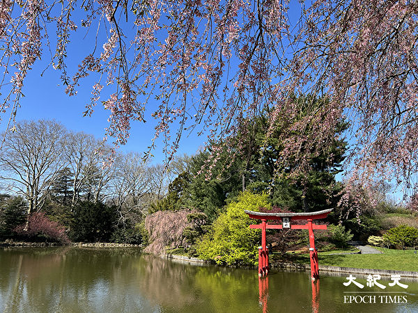 Japanese Hill-and-Pond Garden trong Vườn bách thảo Brooklyn. (Ảnh: Tăng Liên/ Epoch Times)
