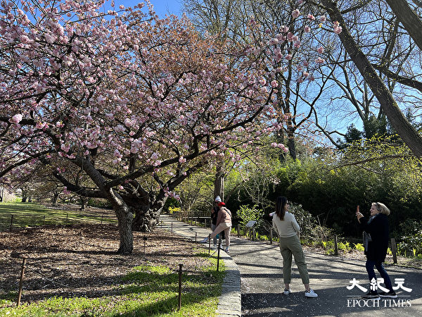 Khách du lịch chụp ảnh dưới cây hoa anh đào trong Vườn bách thảo Brooklyn.(Ảnh: Tăng Liên/ Epoch Times)