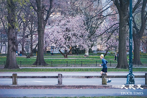 Hoa anh đào nở rộ ở khu vực gần Pilgrim Hill trong Công viên Trung tâm New York. (Ảnh: Tăng Liên/ Epoch Times)