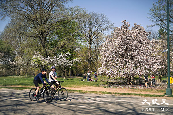 Du khách đạp xe trong Công viên Trung tâm New York, chiêm ngưỡng hoa anh đào nở rộ vào mùa xuân. (Ảnh: Tăng Liên/ Epoch Times)