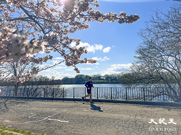 Cảm giác thật đặc biệt khi chạy bộ dọc theo bờ hồ của Công viên Silver Lake ở đảo Staten ngắm hoa anh đào. (Ảnh: Tăng Liên/ Epoch Times)