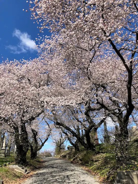 Con đường hoa anh đào trong Nghĩa trang Green-Wood ở Brooklyn. (Ảnh: Tăng Liên/ Epoch Times)