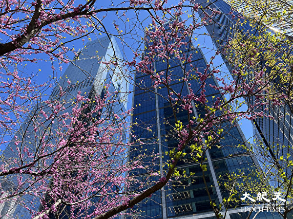 Ngắm hoa giữa những tòa cao ốc tại quảng trường Hudson Yards. (Ảnh: Tăng Liên/ Epoch Times)