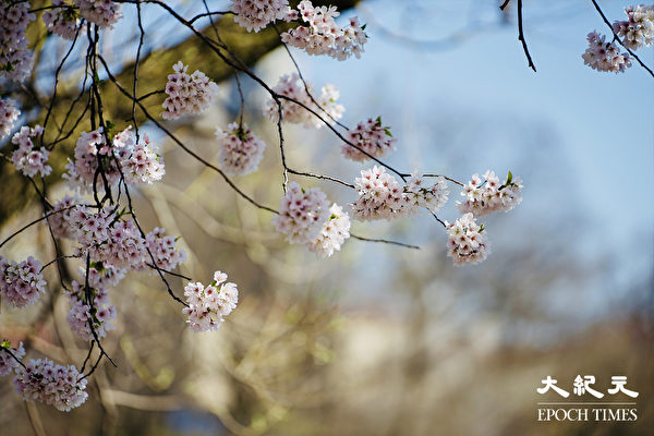 Bước sang tháng Tư, New York nghênh đón mùa hoa, dạo bước trong thành phố, khắp nơi đều có thể thấy bóng dáng của hoa anh đào. (Ảnh: Tăng Liên/ Epoch Times)