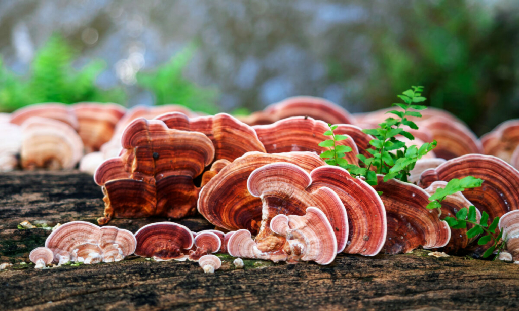 Nấm Ganoderma Lucidum còn gọi là nấm Linh Chi. (Ảnh: Shutterstock)