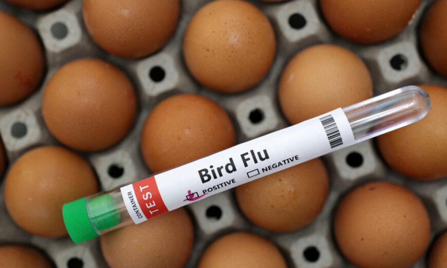 Senegal cho biết cúm gia cầm H5N1 có khả năng lây lan từ chim hoang dã sang trang trại
